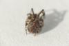 Theridion pictum